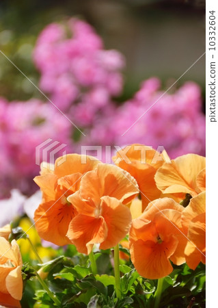橙色蝴蝶花和桃紅色櫻桃樹和春天大氣特寫鏡頭 10332604