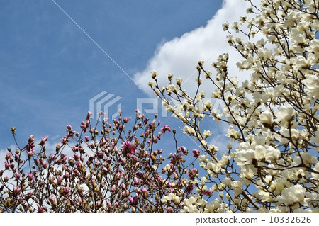 白色木蘭花和藍天拷貝空間 白色木蘭花和藍天拷貝空間 10332626