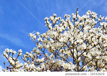 White magnolia flower and blue sky copy space White magnolia flower and blue sky copy space 10332629