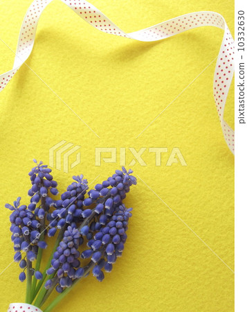 Muscari and ribbon frame 10332630