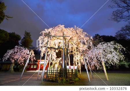 Light up one cherry tree Light up one cherry tree 10332876