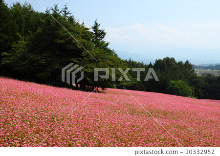 Red buckwheat flower field Red buckwheat flower field 10332952