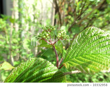 Spring Buds of spring odori Spring Buds of spring odori 10332958