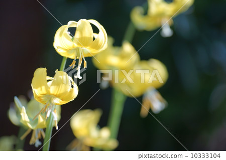 Yellow flower chestnut Yellow flower chestnut 10333104