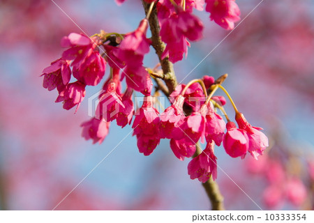 Hikanzakura 10333354
