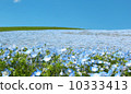 Nemophila flower hill blooming under the blue sky 10333413