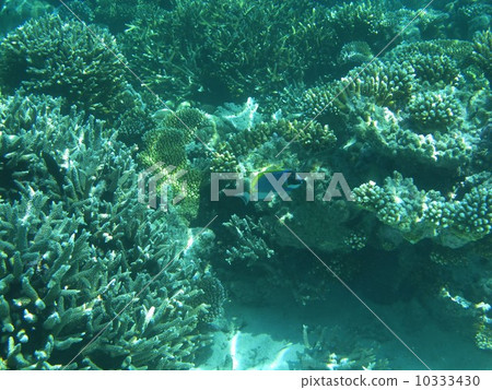 Maldives 10333430