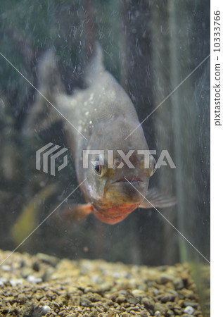 食人魚Nutley 10333766