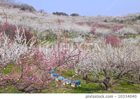 Bunmei Ayabe mountain plum forest full bloom full of plum fragrance (twenty thousand Umeboshi at Nishi Nippon Koichi) 10334040