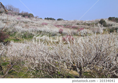 Bunmei Ayabe mountain plum forest full bloom full of plum fragrance (twenty thousand Umeboshi at Nishi Nippon Koichi) 10334041