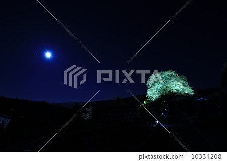 Daigo Sakura 971 10334208