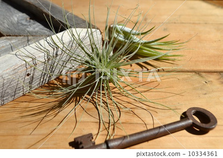 Air plants 10334361