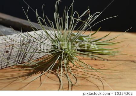 空氣植物 10334362