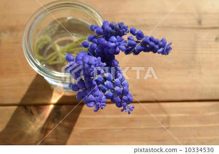 Muscari Muscari 10334530