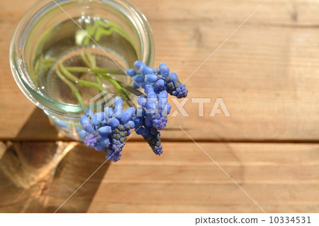 Muscari 10334531