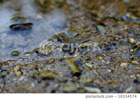 Tobihaze of Ishigakijima Hirugi community Tobihaze of Ishigakijima Hirugi community 10334574