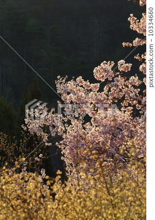 Hanamiyama Hanamiyama 10334660