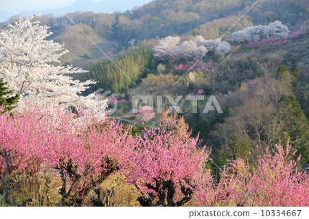 Hanamiyama Hanamiyama 10334667