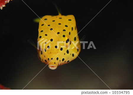 Minami Hako Shobo 10334795