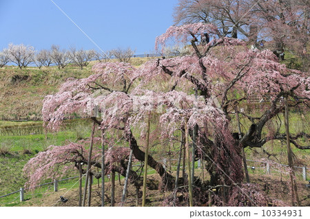 Miharu Taki Sakura Miharu Taki Sakura 10334931