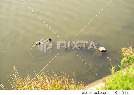 Illegal dumping 10335131