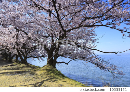 櫻花在湖邊 櫻花在湖邊 10335151