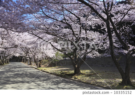 櫻花隧道 櫻花隧道 10335152