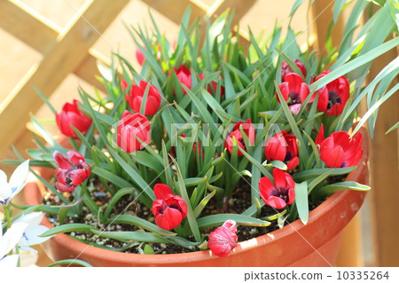 Tulip original flower Tulip original flower 10335264