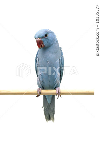 Tsukinooka長尾小鸚鵡 10335377