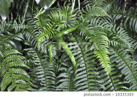 Fresh green of ferns Fresh green of ferns 10335385