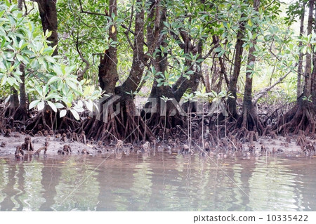 Mangrove zone along the Iriomote Hinay River 10335422