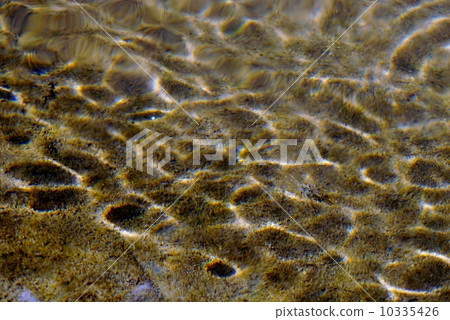 生活在Iriomote海島Pinaisala瀑布的蝦 生活在Iriomote海島Pinaisala瀑布的蝦 10335426