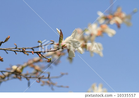 Kobushi花 Kobushi花 10335557