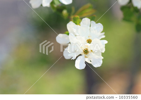 Ryukyu Bai flower 10335560