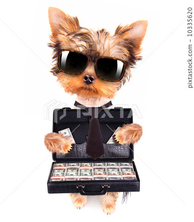 puppy with glasses holding case with money  10335620