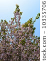 Omura Zakura 10335706