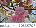 Omura Zakura 10335707