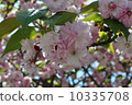 Omura Zakura 10335708