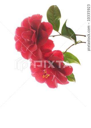 山茶花 10335923
