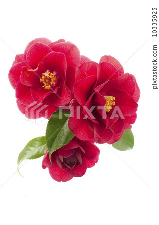 茶花 10335925