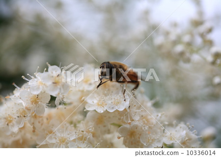 Sawdust bee and honey bees 10336014