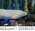 Alpine and blue tropical fish 10336135