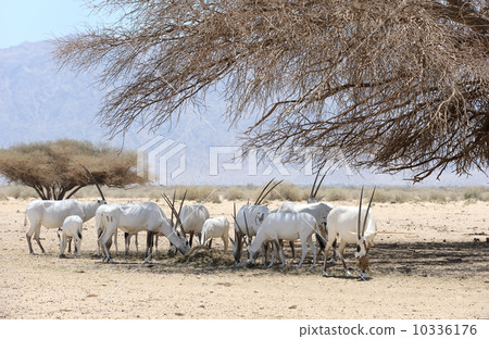 Oryx herd 10336176