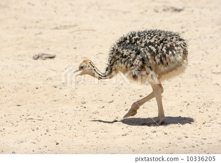 African ostrich chick African ostrich chick 10336205