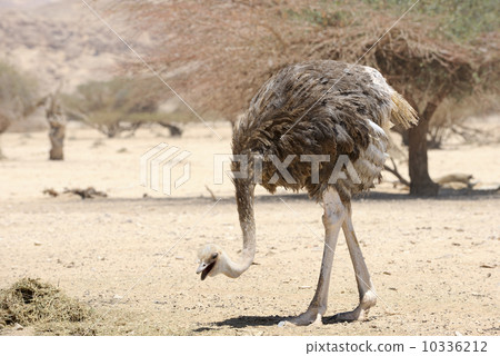 African ostrich African ostrich 10336212