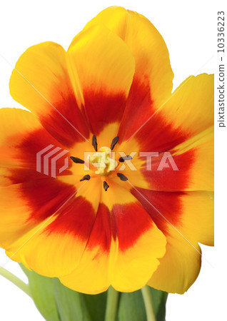 Tulip close-up Tulip close-up 10336223