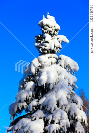 Winter snowy fir Winter snowy fir 10336733