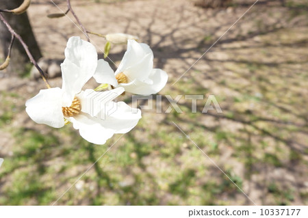 拳頭花的拳頭 10337177