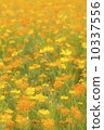 Kibana cosmos flower field 10337556