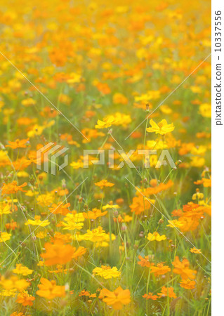 Kibana cosmos flower field Kibana cosmos flower field 10337556